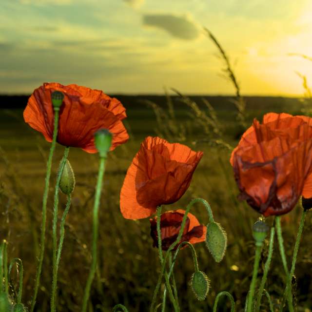 Weather Photos in Flower. Weather forecasts with beautiful photos by DarekCho