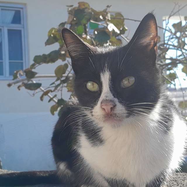 天气预报，带Soheilpmi精美的照片