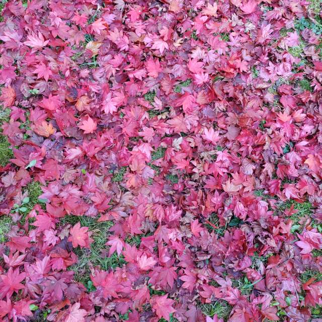 Pink. Weather forecasts with beautiful photos by Albert_Smelovtsev Photos in Roza Khutor