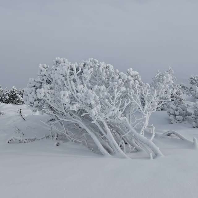 天气预报，带Rosiii精美的照片