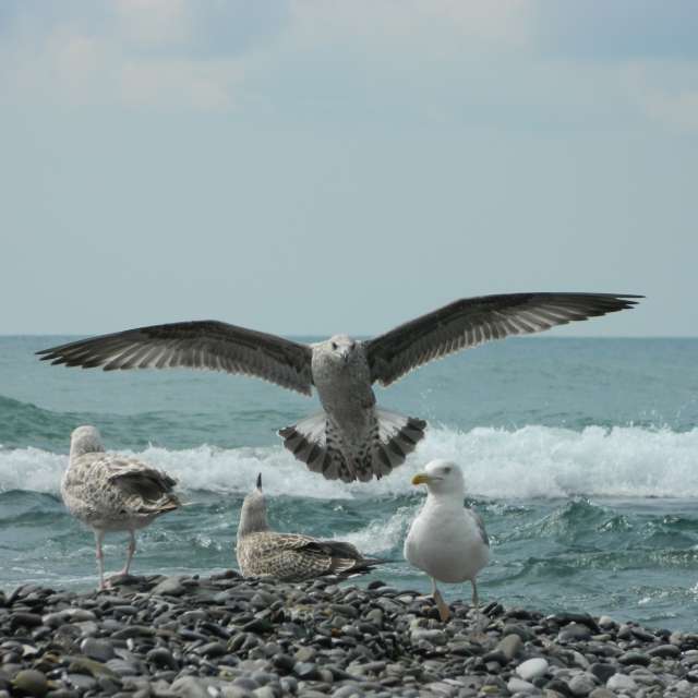 Fotos del Grupo. Pronósticos del tiempo con hermosas fotos de Strelenka en Sochi