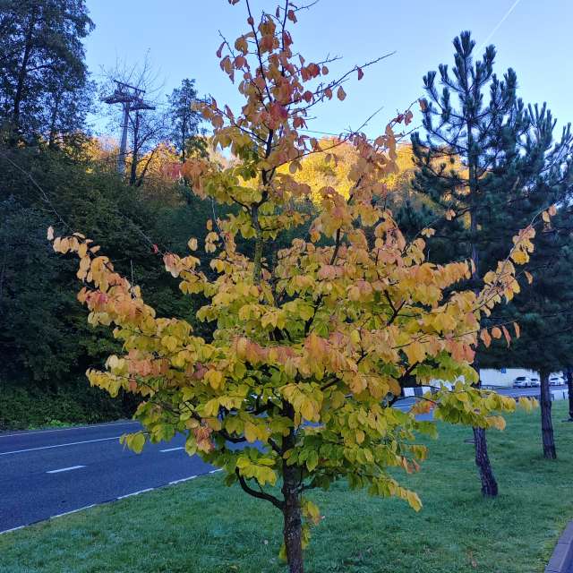 Halten. Wettervorhersagen mit schönen Fotos von Albert_Smelovtsev Fotos Roza Khutor