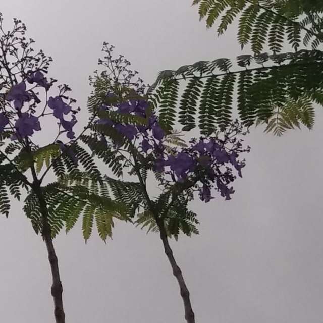 天气预报，带davidonefighter精美的照片