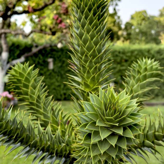 Previsões do tempo com lindas fotos de Igor-65