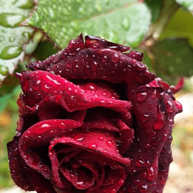 Hình ảnh Sandwich. Dự báo thời tiết với những bức ảnh đẹp của Mircea ở Strada Independenței