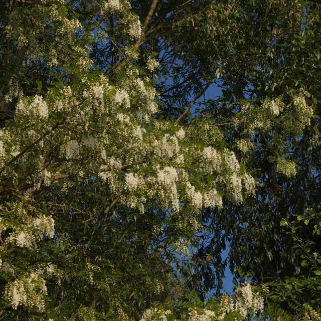 Fotos Plantar. Previsões do tempo com lindas fotos de Vasek325 em Praha 12