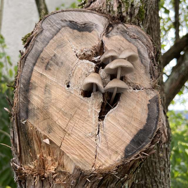Photos Marche. Prévisions météo avec de superbes photos de SwissEloi de Sonceboz