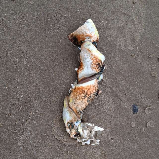 Previsões do tempo com lindas fotos de Lolli