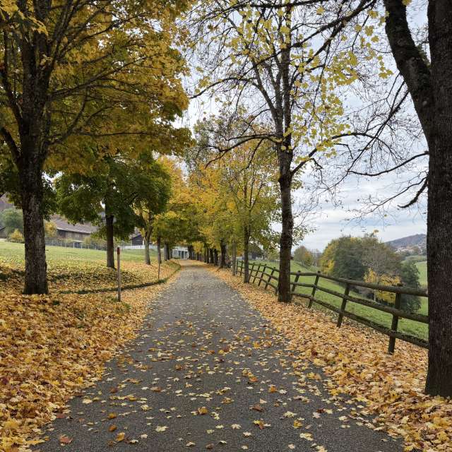 Photos Arbre. Prévisions météo avec de superbes photos de SwissEloi de Renan