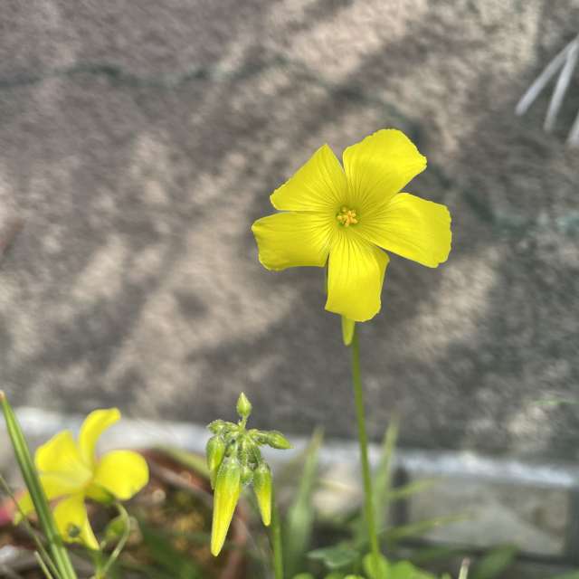 Fotos Marrom. Previsões do tempo com lindas fotos de あさのジジ em Okayama