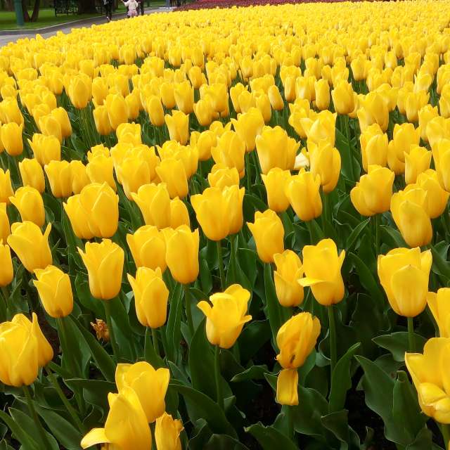 天气预报，带Helo_Sam精美的照片