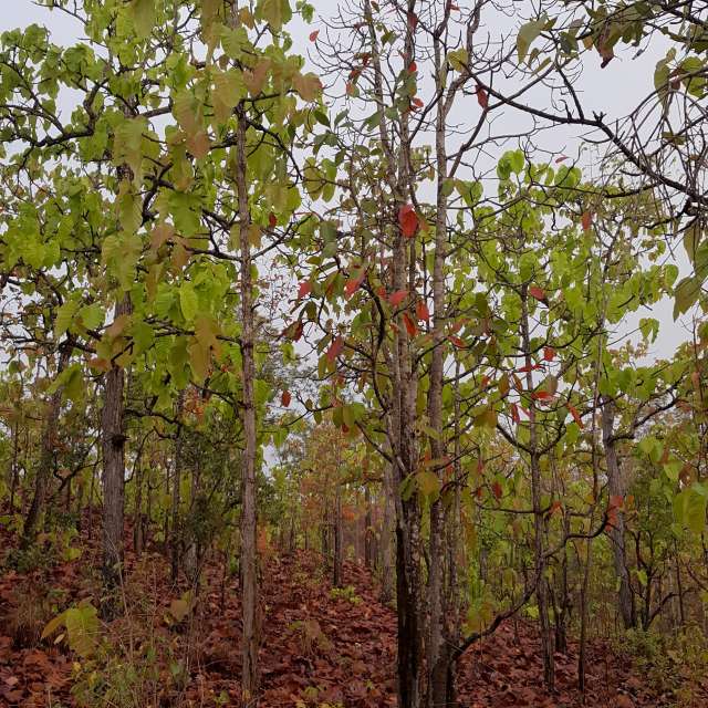 Leafs. Weather forecasts with beautiful photos by Carito_en_globo Photos in World