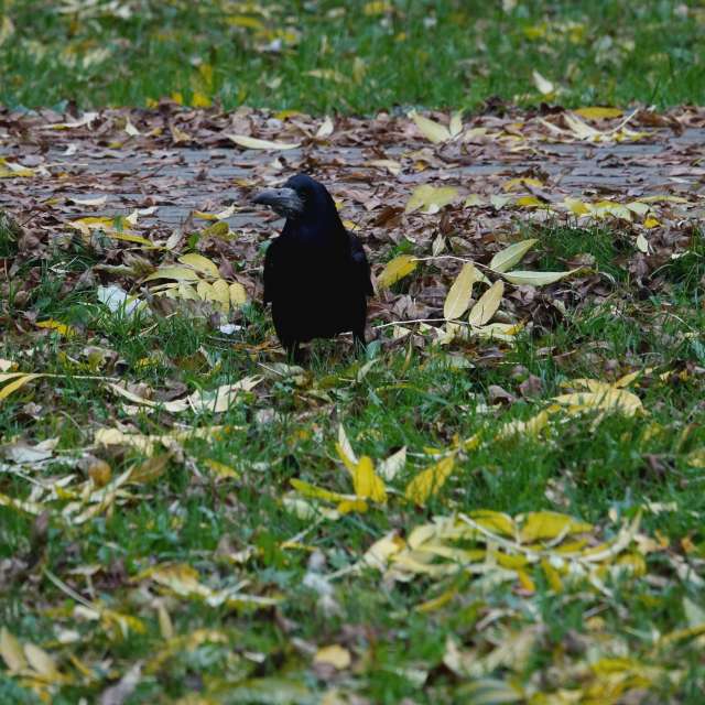 Fotos Grama. Previsões do tempo com lindas fotos de Vasek325 em Praha 4