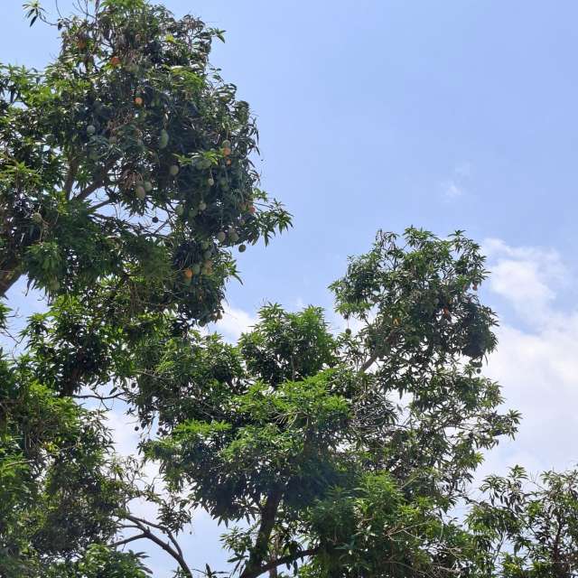 Fotos Girafa. Previsões do tempo com lindas fotos de Wen-ya Huang em Kaohsiung City