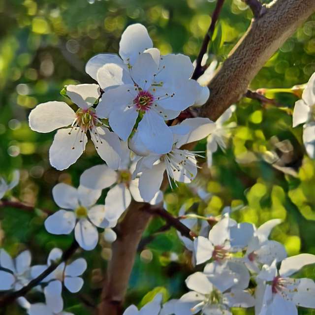 Weather Photos in Flower. Weather forecasts with beautiful photos by Barnett-28