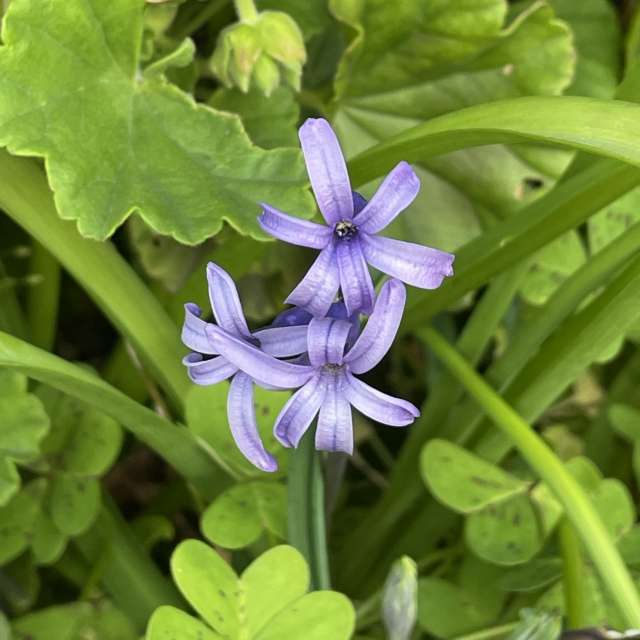 Fotos Pizza. Previsões do tempo com lindas fotos de あさのジジ em Okayama