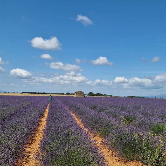 天气预报，带loris-b精美的照片