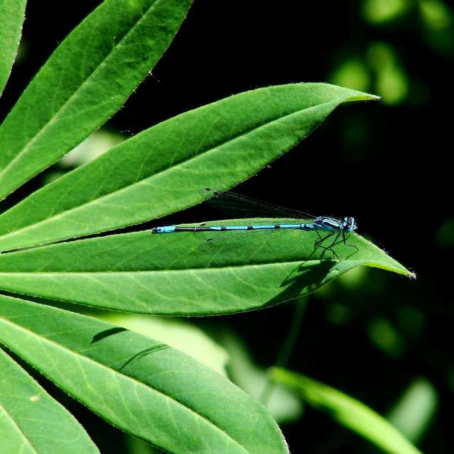 Leaf. Weather forecasts with beautiful photos by Михаил Гавриков Photos in Kharkiv