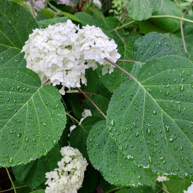 Rain. Weather forecasts with beautiful photos by Iryna Photos in Kharkiv