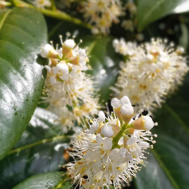 ドレスデン ドイツ 14日間の天気予報 レーダー 写真 Weawow