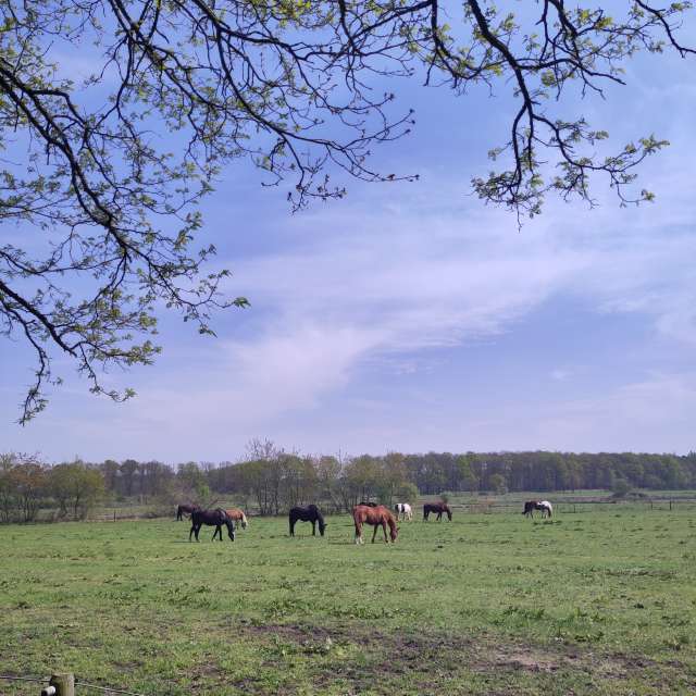 Prévisions météo avec de superbes photos de Rosaja