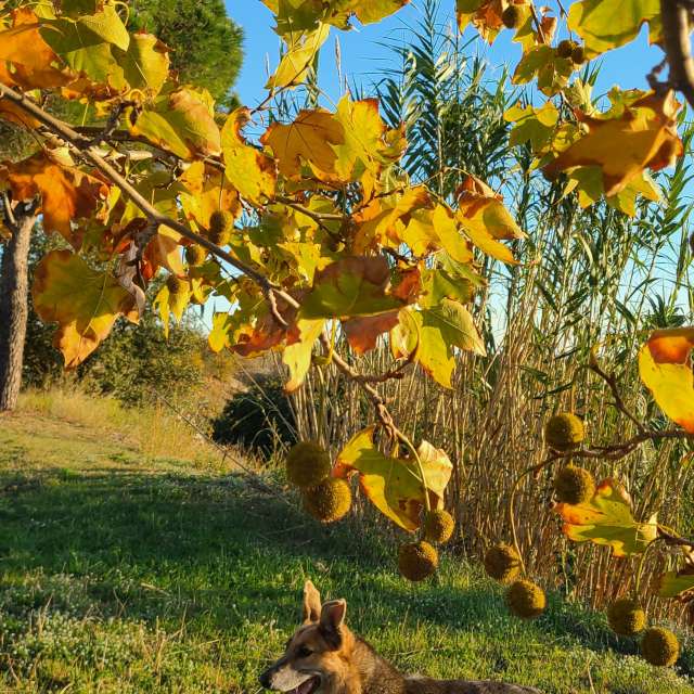Leafs. Weather forecasts with beautiful photos by Kren66 Photos in World