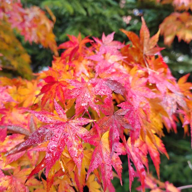 Fotos del Oso. Pronósticos del tiempo con hermosas fotos de Albert_Smelovtsev en Roza Khutor