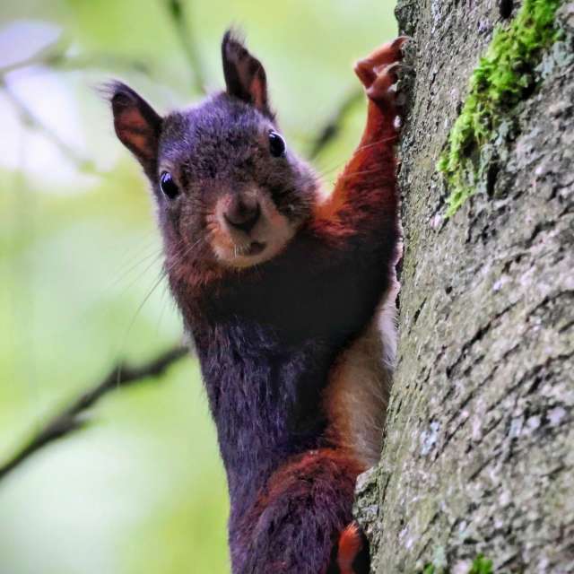 GREENE. Weather forecasts with beautiful photos by Lotti5507 Photos in Wellinghofen