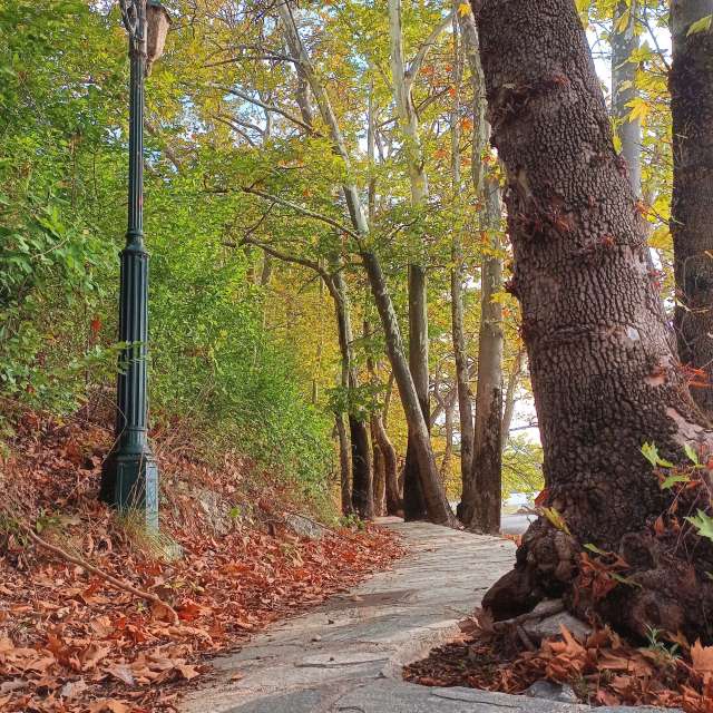 Leafs. Weather forecasts with beautiful photos by Μαρίνα Photos in World