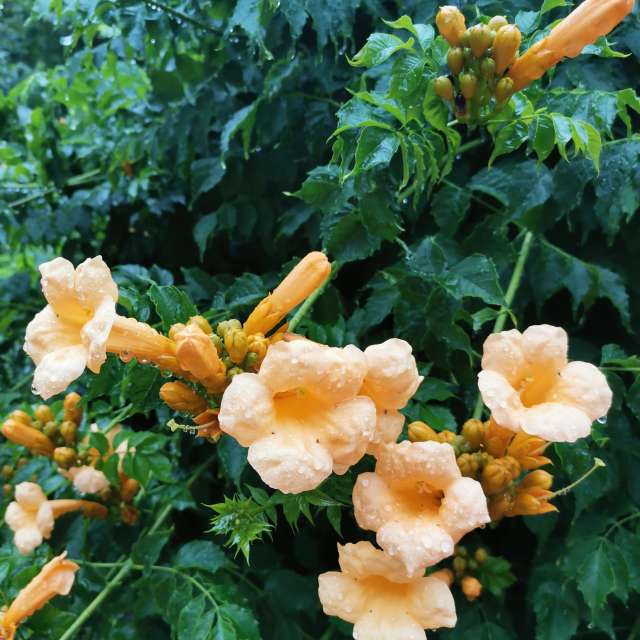 Aus Holz. Wettervorhersagen mit schönen Fotos von Albert_Smelovtsev Fotos Roza Khutor