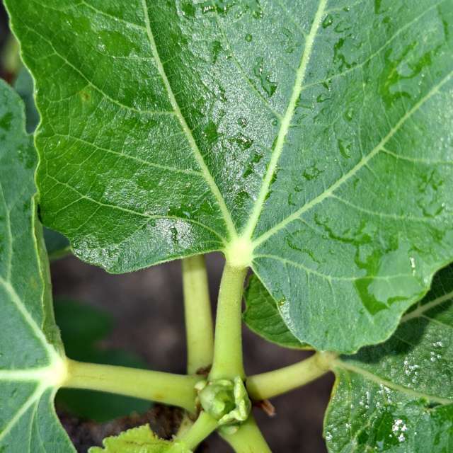 Fotos Cercado. Previsões do tempo com lindas fotos de Wen-ya Huang em Kaohsiung City