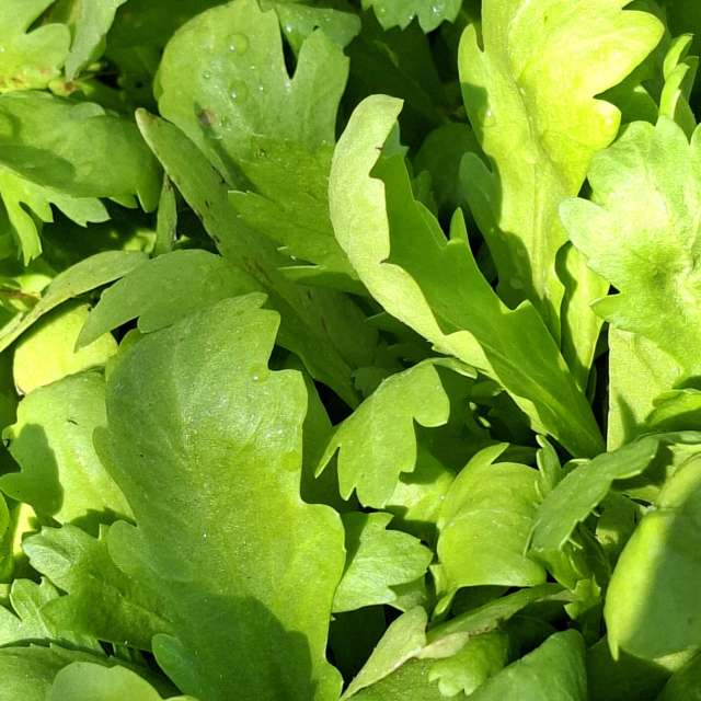 Lettuce. Weather forecasts with beautiful photos by Wen-ya Huang Photos in Kaohsiung City