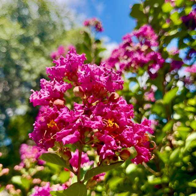Weather Photos in Flower. Weather forecasts with beautiful photos by SUNflowerSUPreme