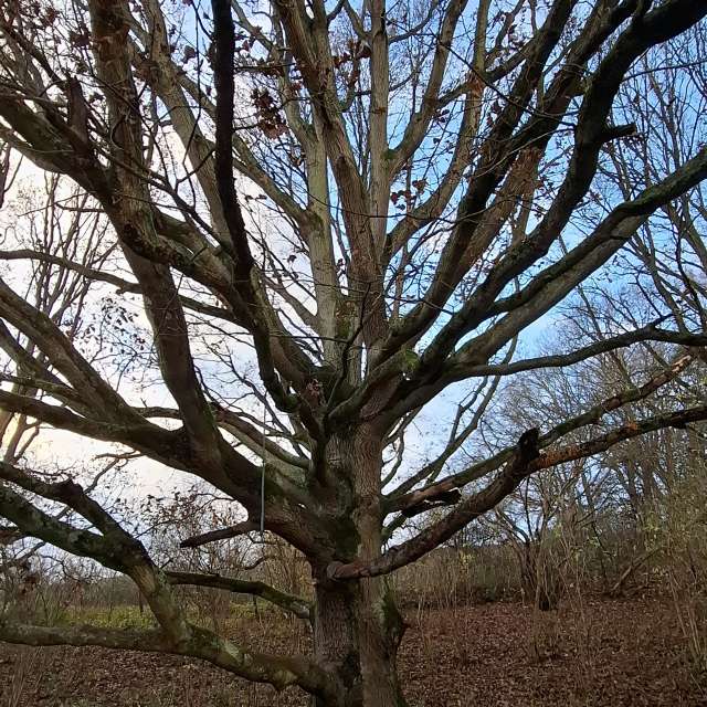 Lolliの美しい写真による天気予報