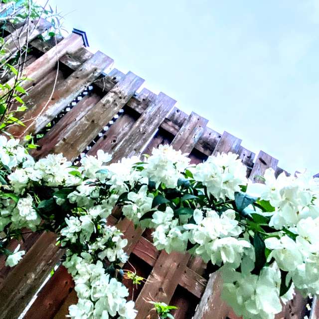 Salad. Weather forecasts with beautiful photos by Lulu5523 Photos in le Plateau