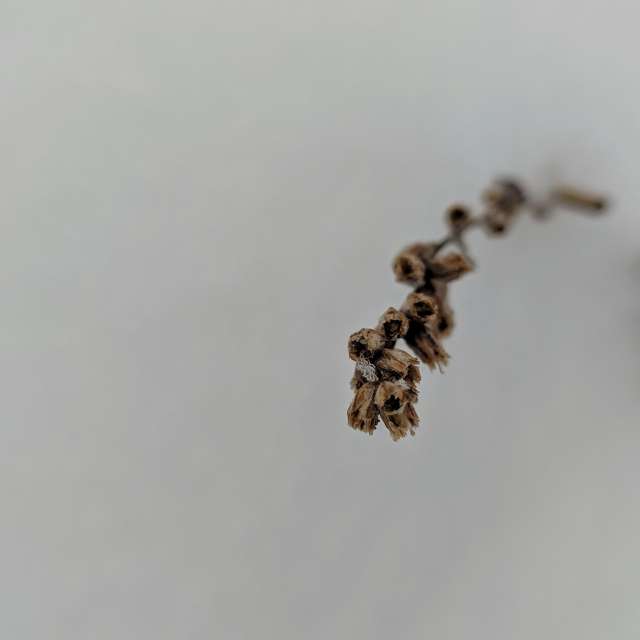 天气预报，带aastrelkova精美的照片