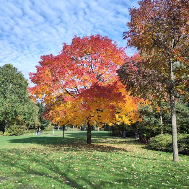 Photos Arbre. Prévisions météo avec de superbes photos de Rosaja de Amsterdam