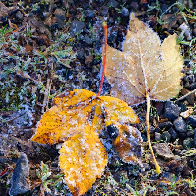 Brown. Weather forecasts with beautiful photos by Lotti5507 Photos in Stockum