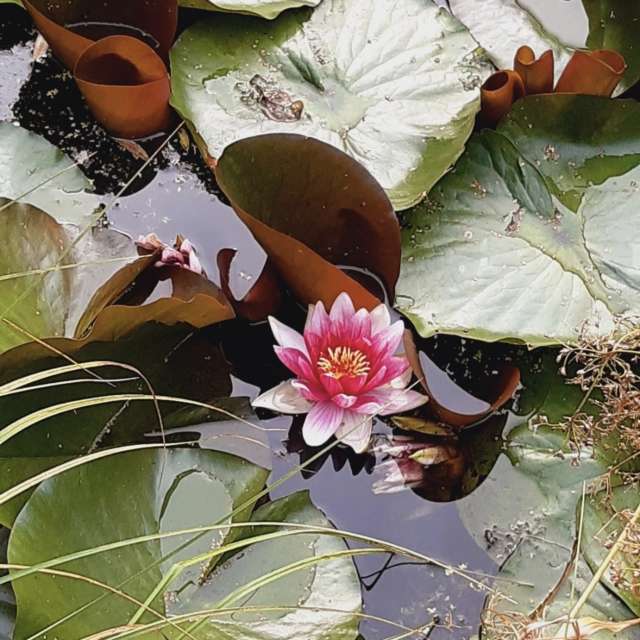 Lena_Glukhovaの美しい写真による天気予報