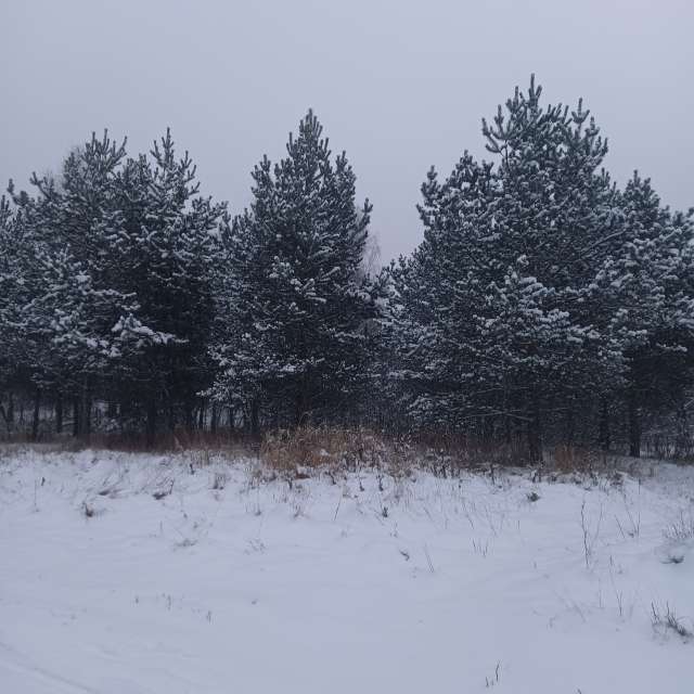 Group. Weather forecasts with beautiful photos by Amanda_and_Valdemar_Che Photos in Izmaylovo District