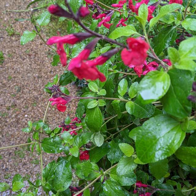 Fotos Parque. Previsões do tempo com lindas fotos de あさのジジ em Okayama