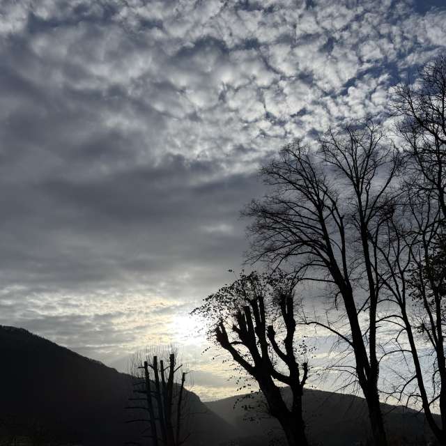 Photos Arbre. Prévisions météo avec de superbes photos de SwissEloi de Delémont