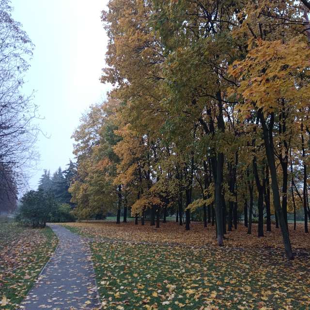 Forest. Weather forecasts with beautiful photos by Amanda_and_Valdemar_Che Photos in Izmaylovo District