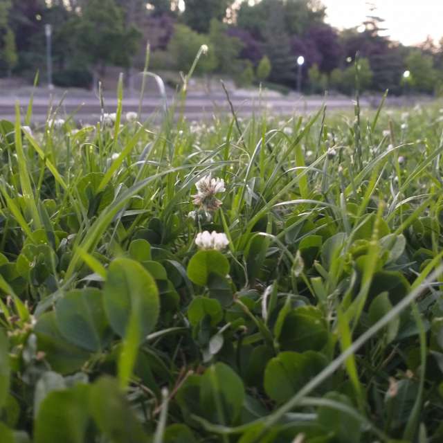 Plant. Weersvoorspellingen met prachtige foto's van Lupsaman-foto's in Timişoara