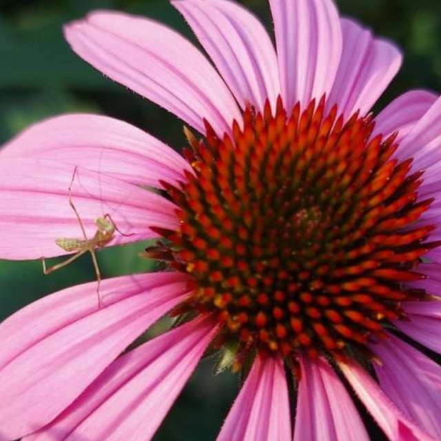 Pilsen'daki 植物. Elenka20 tarafından çekilen güzel fotoğraflarla hava tahmini Fotoğrafları