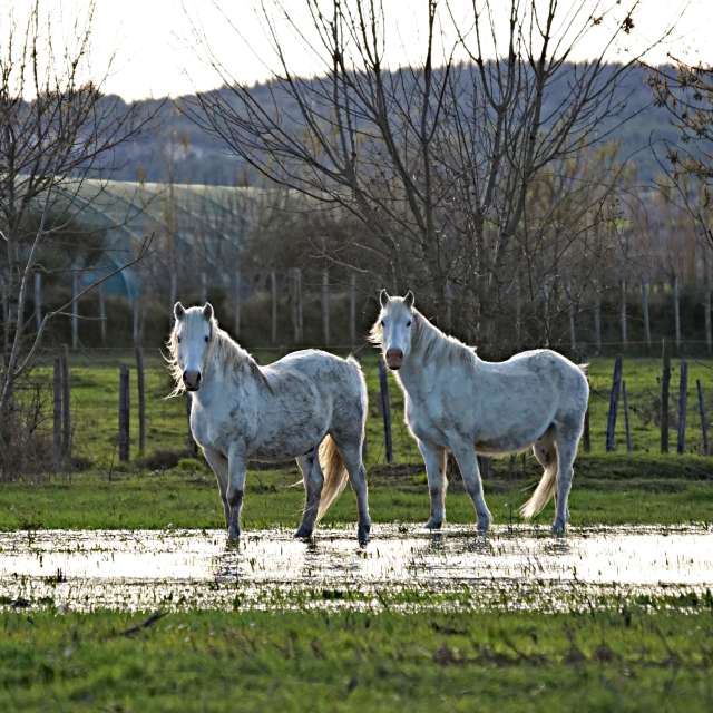 Horse. Weather forecasts with beautiful photos by tony5636 Photos in Calvisson