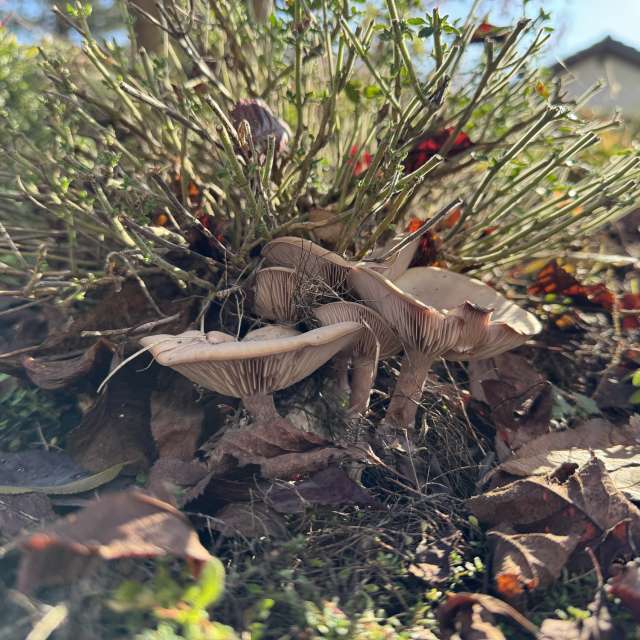 Photos Arbre. Prévisions météo avec de superbes photos de SwissEloi de Delémont