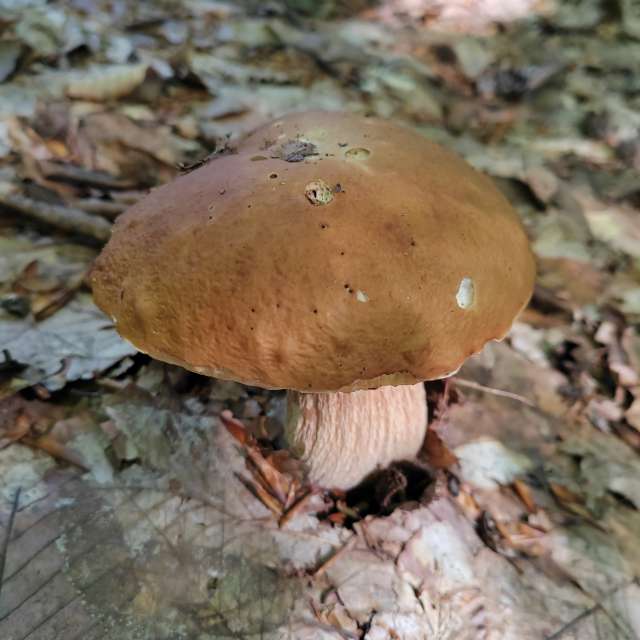 Photos Brun. Prévisions météo avec de superbes photos de Albert_Smelovtsev de Roza Khutor