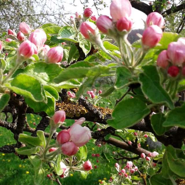 Garden. Weather forecasts with beautiful photos by urashm Photos in Khmelnytskyi
