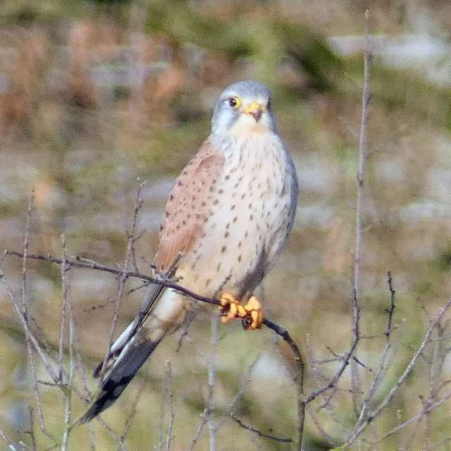 Brown. Weather forecasts with beautiful photos by fwerner Photos in World